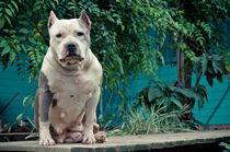 American Staffordshire Terrier von Arthur Brognoli