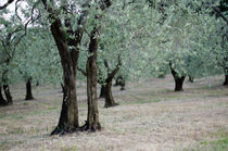 Olivenbäume von Jürgen Müngersdorf