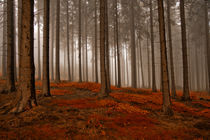 Herbstwald von Jürgen Müngersdorf