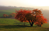 Herbstzauber by Wolfgang Dufner