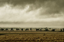 Tree line von Jürgen Müngersdorf