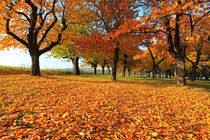 Herbst von Wolfgang Dufner