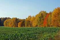 Herbstlandschaft von Juana Kreßner