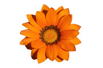 Orange flower von nikola-no-design