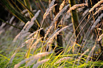 Herbst von Daniela  Bergmann