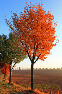 Herbstzauber von Wolfgang Dufner