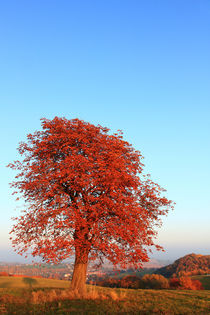 Baum im Herbst by Wolfgang Dufner