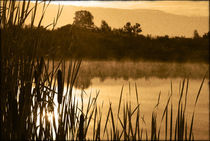 Cattails on the Lake by Crystal Kepple