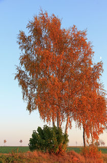 Birke mit Mond von Wolfgang Dufner