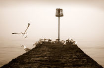 Dawlish Sea Gulls by Russell Bevan Photography