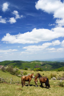 Horses in Lindenfeld 2 by Stefan Andronache