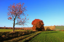 Weg durch den Herbst von Wolfgang Dufner