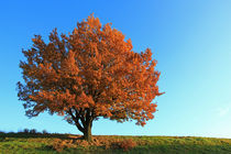 Prachteiche im Herbst von Wolfgang Dufner