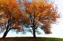 Golden Trees von Wolfgang Dufner