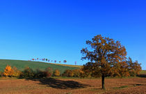 Herbstimpression von Wolfgang Dufner