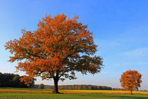 Herbstlandschaft by Wolfgang Dufner