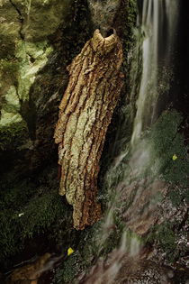 WOOD AND WATER III von Peter Bundrück