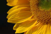 Sunflower in the Sun von Tom Warner
