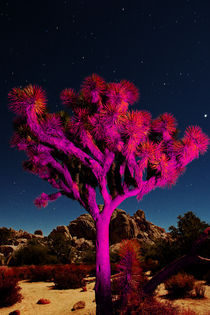 Joshua Tree 6133 by Zohar Lindenbaum