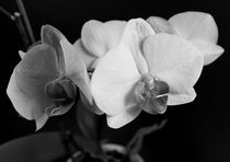 Orchideenzweig by Peggy Graßler