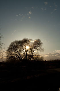 Wintertree von Michael Krause