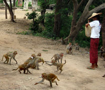 Monkeys party in Phowintaung von RicardMN Photography