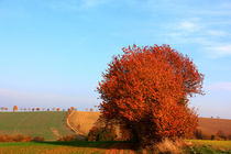 Herbst von Wolfgang Dufner