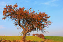 Baum im Herbst by Wolfgang Dufner