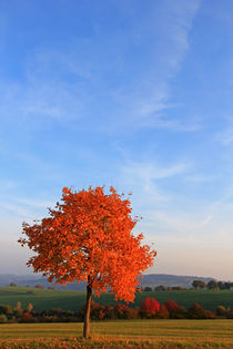 Ahorn im Herbst von Wolfgang Dufner