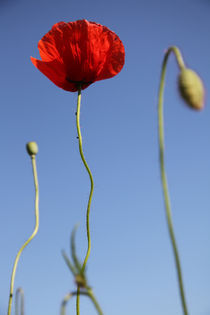 Poppy 5 by Falko Follert