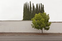 Trees (in Glendale, CA) von Jeff Seltzer