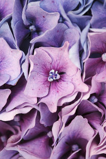 Hydrangea macrophylla Flower 'Red Emperor' von Neil Overy