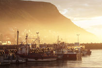 Fishing Boats at Dawn, Kalk Bay, South Africa