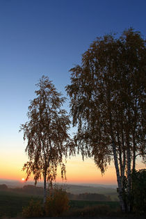 Birken im Abendrot von Wolfgang Dufner