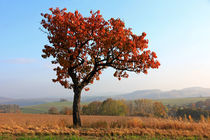 Herbstlandschaft by Wolfgang Dufner