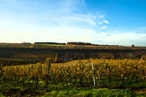 Mosel Vineyard  von Perry Dolmans