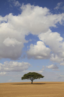 Acacia raddiana in the Northern Negev