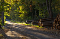 Waldweg  von AD DESIGN Photo + PhotoArt