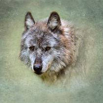 Grey Wolf von Louise Heusinkveld