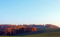 Herbstwald von Wolfgang Dufner