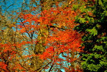 FALL TREES IN NY von Maks Erlikh