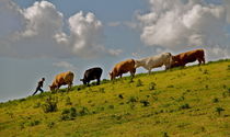 at the farm by Christina McGrath