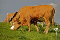 Cows grazing  by Christina McGrath