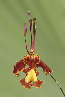 Schmetterlings Orchidee - butterfly orchid von monarch