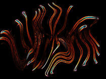 Fire-snakes by Kai Kasprzyk