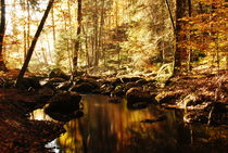 Herbstwald by Karin Stein