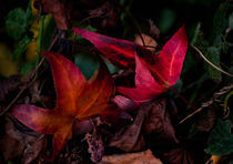 AUTUMN COUPLE by Tiago Pinheiro