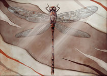 DRAGONFLY by Franziska Franke