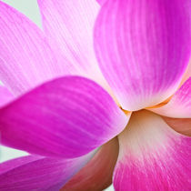 Sacred Lotus by Stefan Nielsen