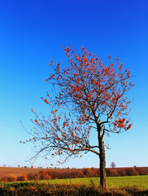 Herbstliches by Wolfgang Dufner